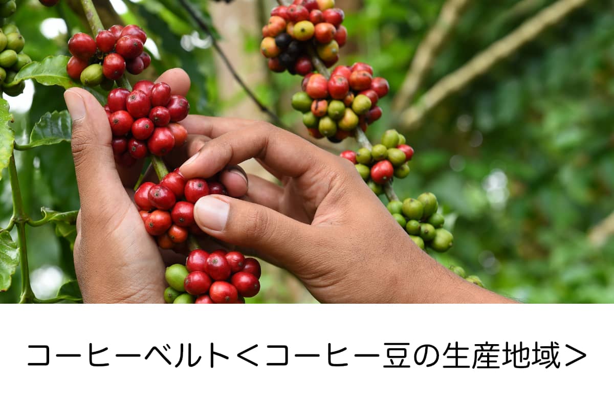 コーヒーベルト　コーヒー豆の栽培地域