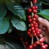 コーヒー豆の栽培地　コーヒーベルト