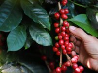 コーヒー豆の栽培地　コーヒーベルト